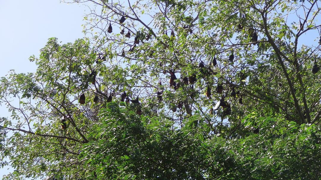 Chole Foxes Lodge Ngoại thất bức ảnh